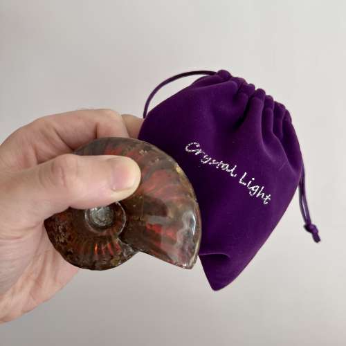 平售高品質斑彩螺M size 50-59克