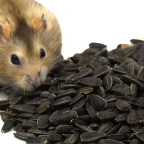 全新 倉鼠 零食 瓜子 Hamster Food Melon Seeds 30g