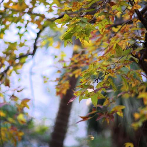 罕有Nikon Nikkor 105/1.8大光圈人像鏡