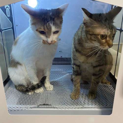 寵物烘乾機吹毛機