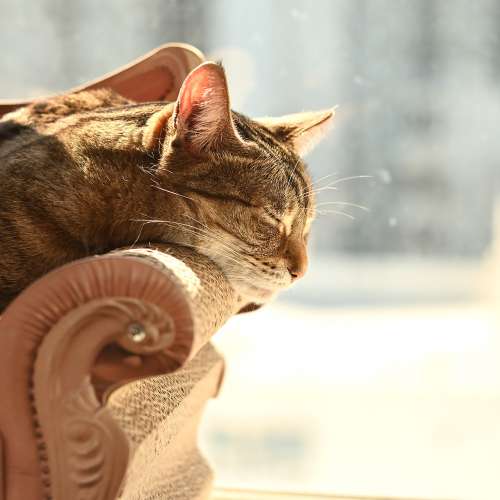 Nikon 50MM f1.4 Non-ai 超平用家鏡