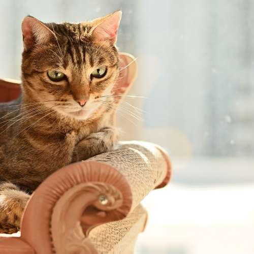 Nikon 50MM f1.4 Non-ai 超平用家鏡