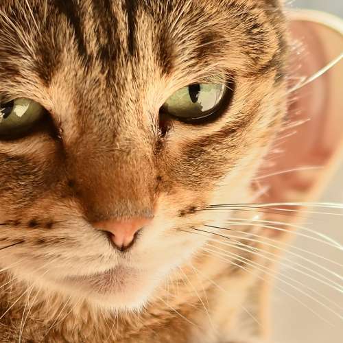 Nikon 50MM f1.4 Non-ai 超平用家鏡