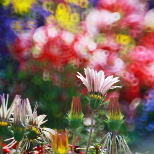 Kenko Mirror Lens 500mm F6.3 DX for canon 反射鏡