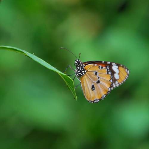 放三支逾90%新原廠NIKON AF 70-300mm G及ED鏡及75-300mm f4.5-5.6鏡=$600(平個支)