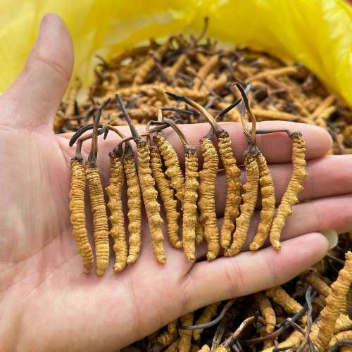 天鴻高價回收蟲草，花膠，燕窩，鮑魚