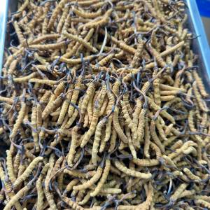 香港收購蟲草公司-專業回收蟲草-現金回收