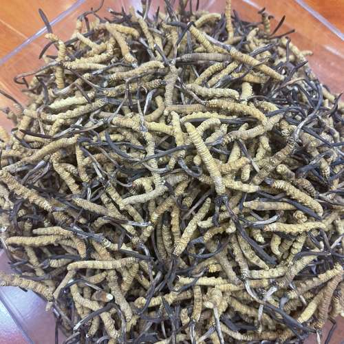 有無蟲草要出售？哪裡回收蟲草？香港收購蟲草熱線 WhatsApp:69035182