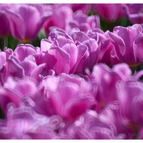 Voigtlander 福倫達 500mm F8 Reflex-Dynar AR 反射鏡頭