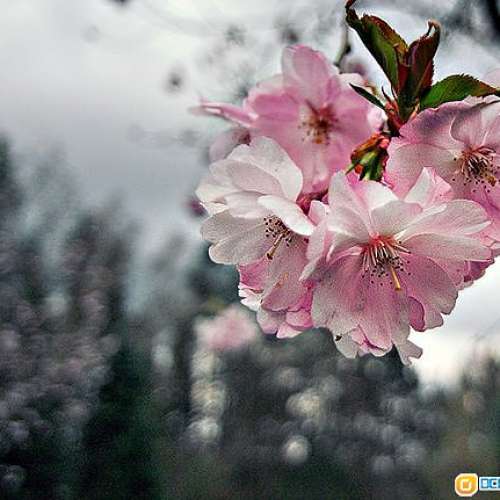 Vivitar 17/3.5  Auto Wide-Angle(AIS)銳利，低變形超廣角，畸變比Nikon 18/3.5仲要...