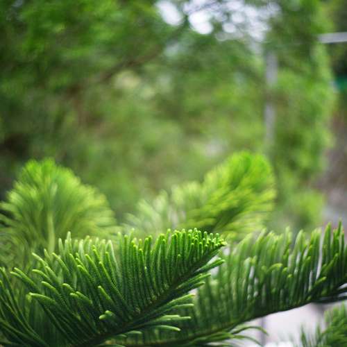 Chiyoko Super Rokkor 50/2 大光圈標準鏡 for Leica M/ L39 / LTM