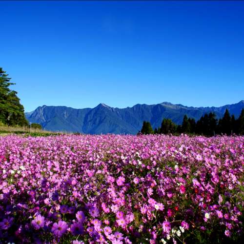 Nikon Nikkor 24mm f2.0(AI)馳名放射散景 大光圈名鏡 (CRC近距補正技術)