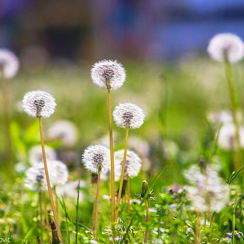 Minolta AF 100-300mm f/4.5-5.6(一代)長鏡中又平又靚之選 (鏡身鏡片95新)合SONY A7...