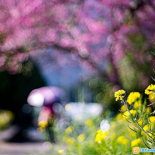 Taylor Hobson Cooke Telekinic Anastigmat 95mm f3.3 英國電影鏡改A7     (絕冇暗角)