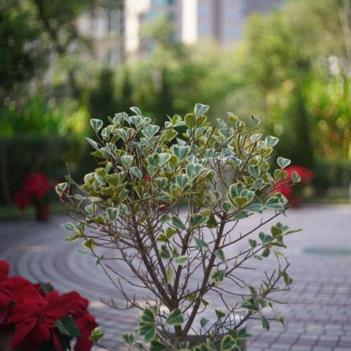 Minolta Hi-matic 9 45mm F1.7 Sony E Mount