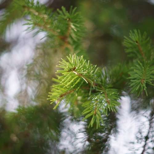 Carl Zeiss Jena DDR Tevidon 35mm f1.9 （C mount）