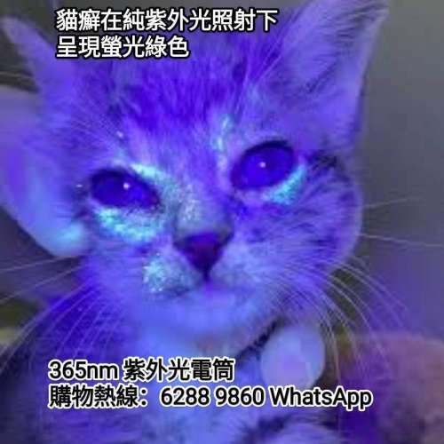 Pure UV Light Torch. Rechargeable via USB. 紫外光電筒. 照貓癬/演唱會門票