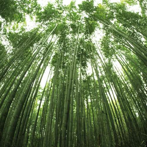 SAMYANG 7.5mm 1:3.5 Fish-eye MFT