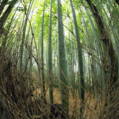 SAMYANG 7.5mm 1:3.5 Fish-eye MFT