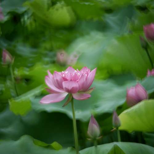 Canon CL 250mm F4 Reflex Lens 紅圈反射鏡 Nikon F mount