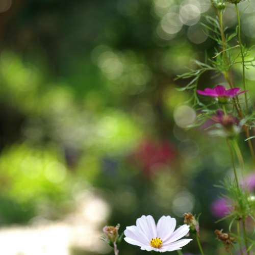 【Museum Grade !】Elmar 90 / 9cm f4, rare in this condition, Serviced at ROLL...