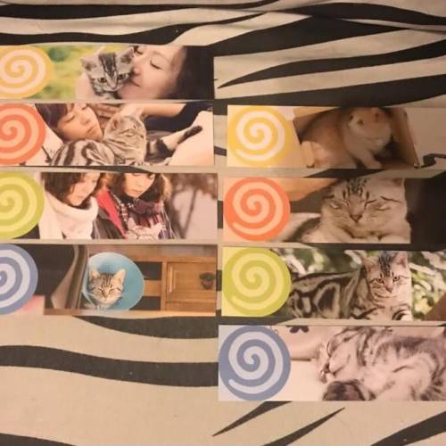 貓咪咕咕 (正版DVD)