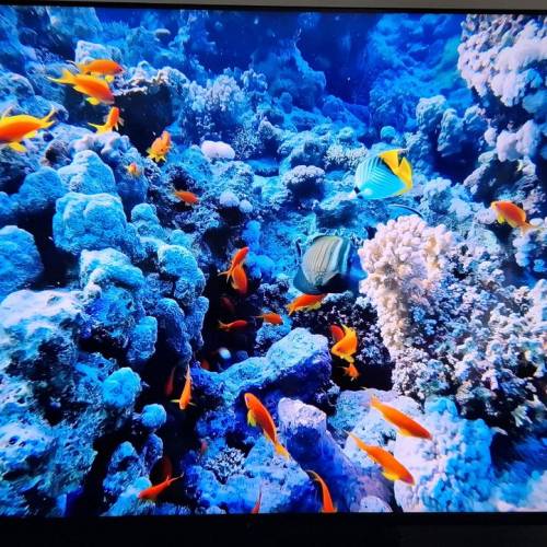 香港 SONY 行貨 55吋 55X85L Full Array LED 4K 電視機 Sony香港行貨保養