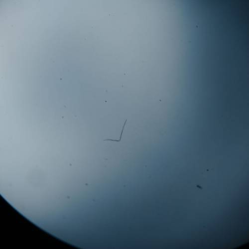 Leica summicron m 50mm/f2 Rigid V2 Ver.II