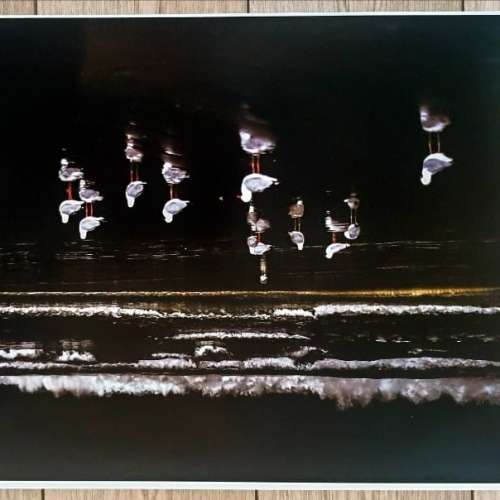 專業打印機 打印大相片《颜料印墨-不退色）- Canon Pro 500