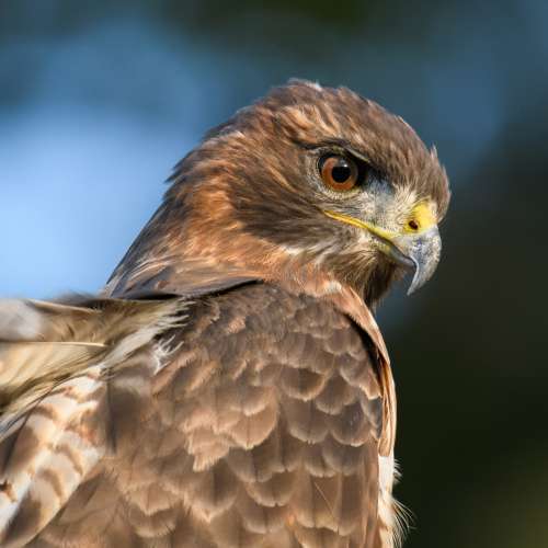 *Rare九成新* Nikon TC-E17ED 1.7x teleconverter 增距鏡 - 最銳利且最少變形的增距...