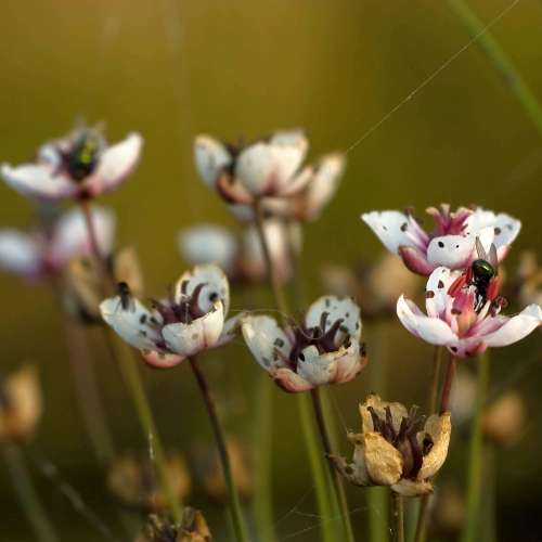 Mint/9成新 Vivitar 90mm f/2.8 1：1 Macro 微距 Super Sharp / Beautiful Creamy ...