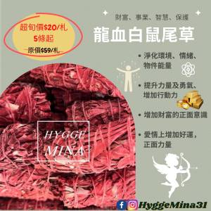 龍血白鼠尾草