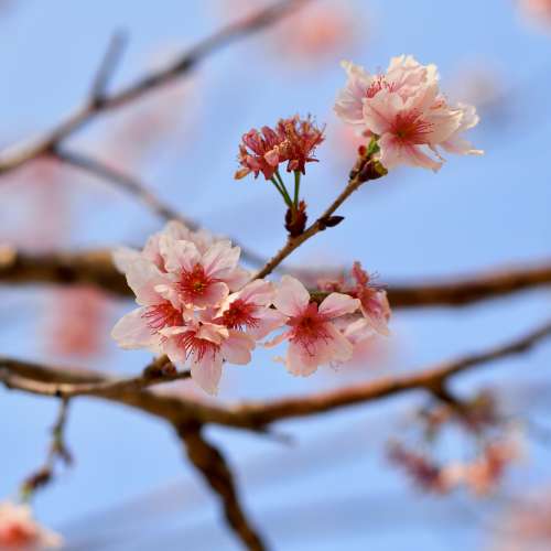 轉會出 99新 Panasonic Leica 42.5mm f1.2 m43 Olympus  lumix