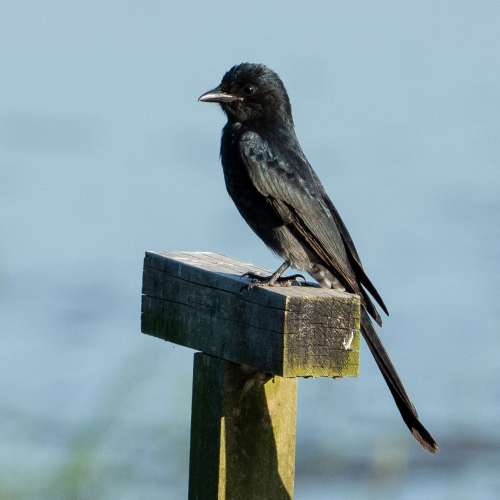 Sony 200-600mm F5.6-6.3 G OSS