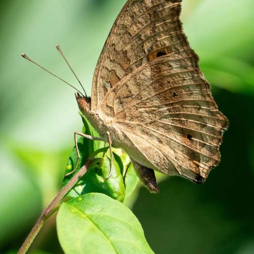 Sony 200-600mm F5.6-6.3 G OSS