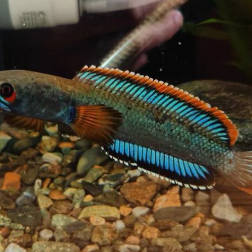 觀賞熱帶魚 （雷龍魚1）   免運費 （歡迎聯絡我哋獲取更多熱帶魚的報價）