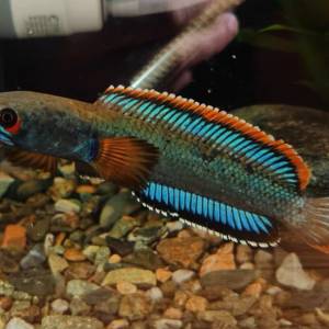 觀賞熱帶魚 （雷龍魚1）   免運費 （歡迎聯絡我哋獲取更多熱帶魚的報價）