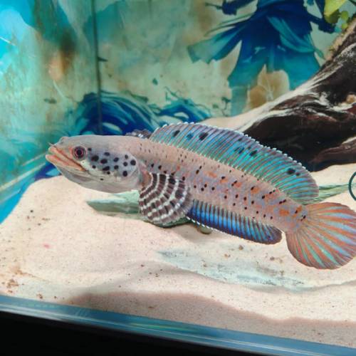 觀賞熱帶魚 （雷龍魚1）   免運費 （歡迎聯絡我哋獲取更多熱帶魚的報價）