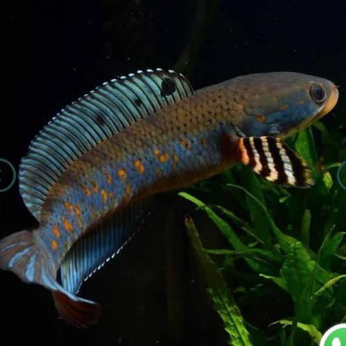 觀賞熱帶魚 （雷龍魚1）   免運費 （歡迎聯絡我哋獲取更多熱帶魚的報價）