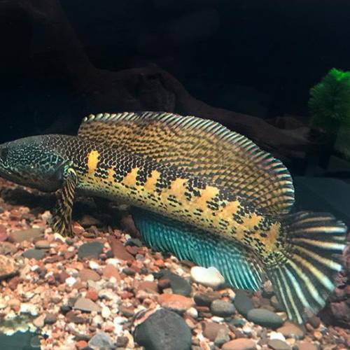 觀賞熱帶魚 （雷龍魚1）   免運費 （歡迎聯絡我哋獲取更多熱帶魚的報價）