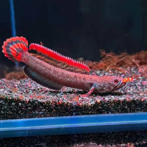 觀賞熱帶魚 （雷龍魚1）   免運費 （歡迎聯絡我哋獲取更多熱帶魚的報價）