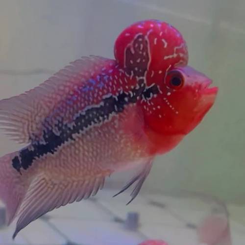 觀賞熱帶魚 （花羅漢）   免運費 （歡迎聯絡我哋獲取更多熱帶魚的報價）
