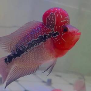 觀賞熱帶魚 （花羅漢）   免運費 （歡迎聯絡我哋獲取更多熱帶魚的報價）