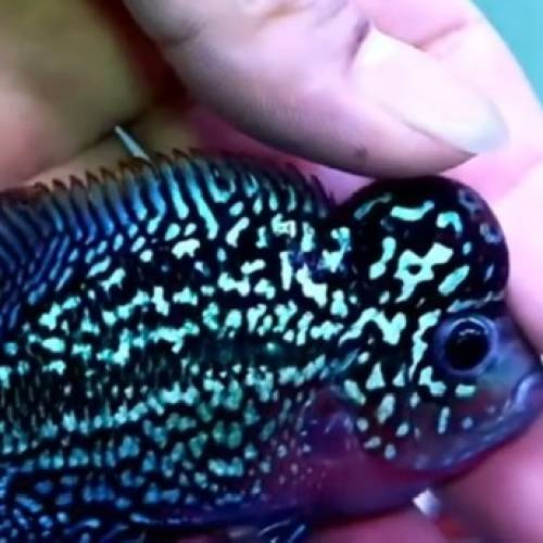 觀賞熱帶魚 （花羅漢）   免運費 （歡迎聯絡我哋獲取更多熱帶魚的報價）