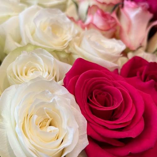 情人節預購花束（真花！