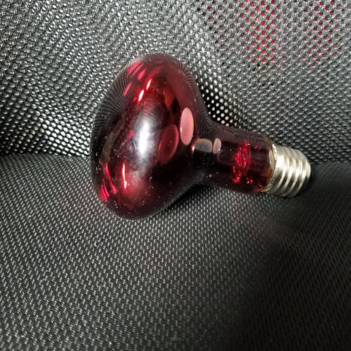 爬蟲暖燈 夜燈  (燈膽)