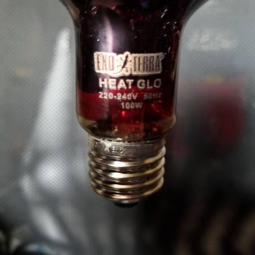 爬蟲暖燈 夜燈  (燈膽)