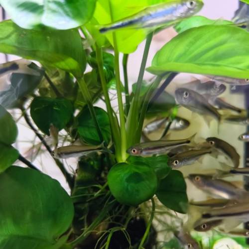 細紋麗鯽魚 熱帶魚