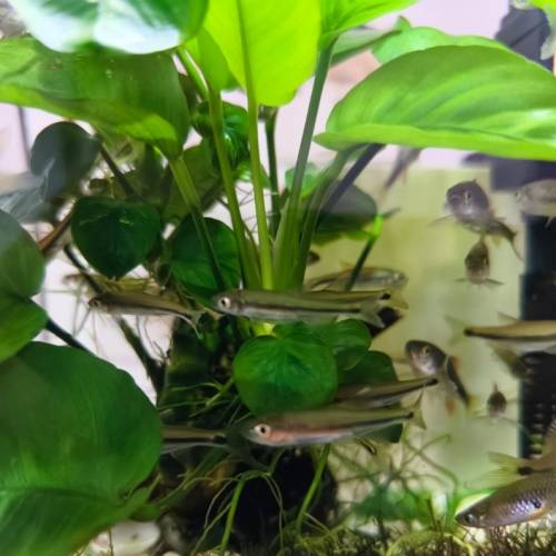 細紋麗鯽魚 熱帶魚