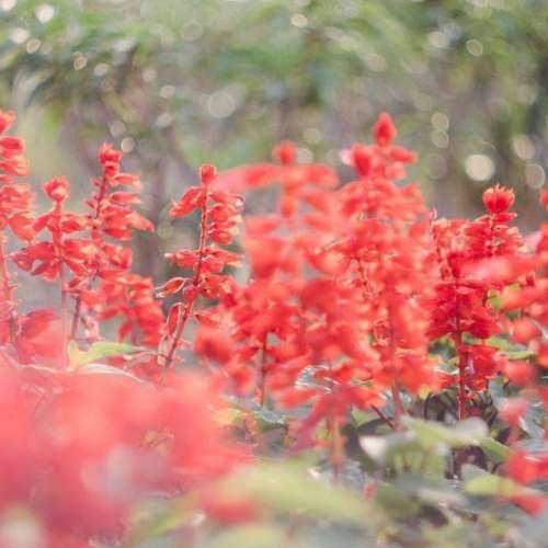 旋轉散景 Helios 44-2 58mm 2.0 蘇聯老鏡頭 m42 mount 八羽怪 Carl Zeiss Biotar c...